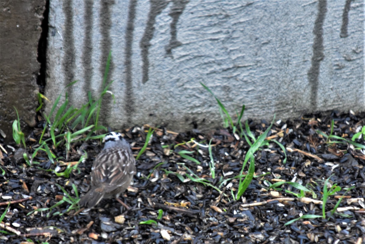 White-crowned Sparrow - ML333758021