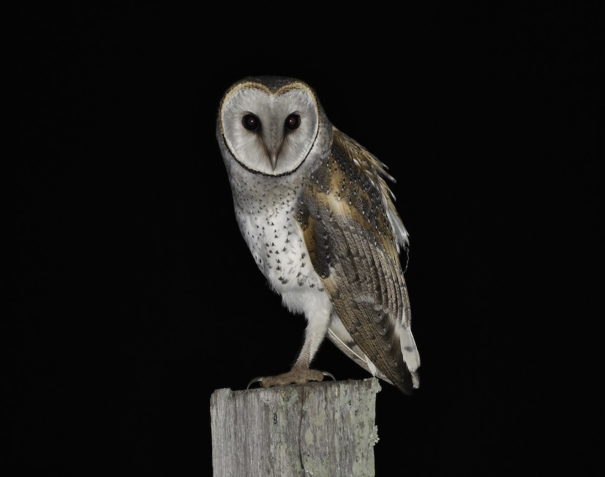 Barn Owl (Eastern) - Steven McBride