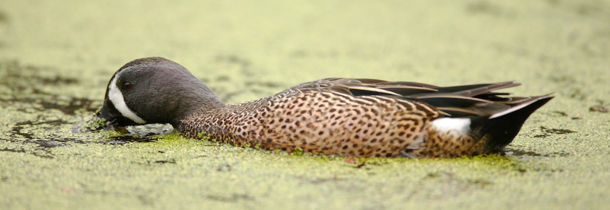 Blue-winged Teal - ML33376151
