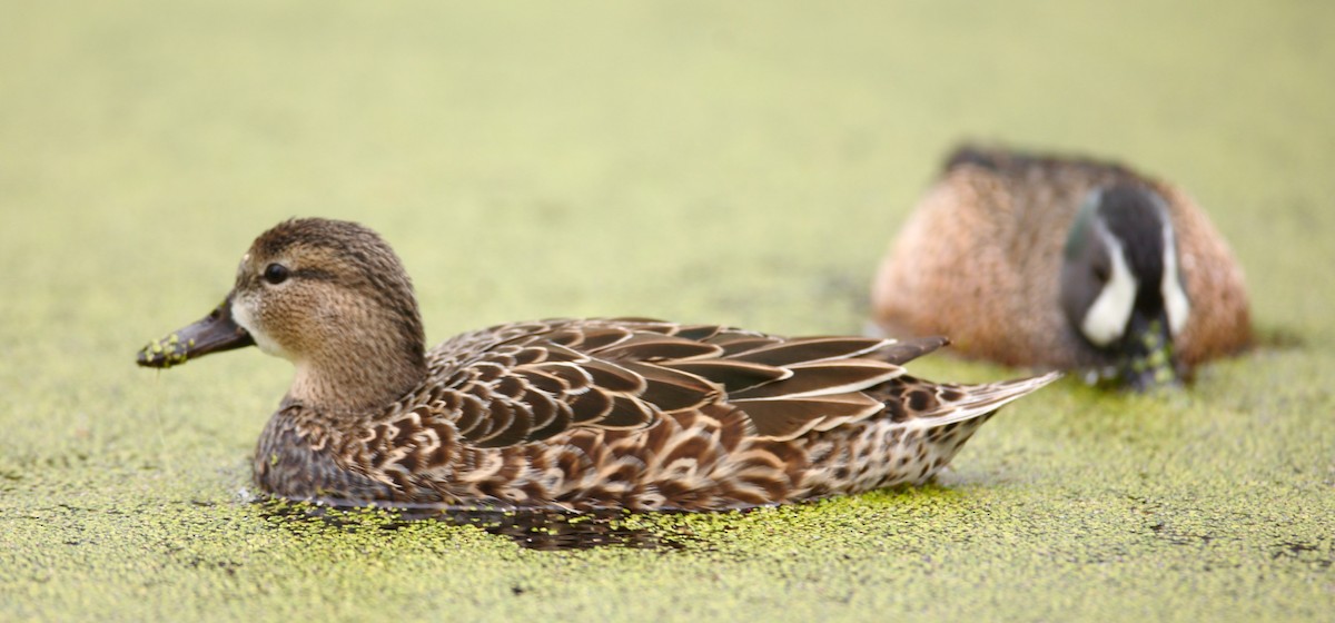 Blue-winged Teal - ML33376181