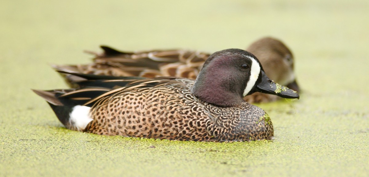 Blue-winged Teal - ML33376251