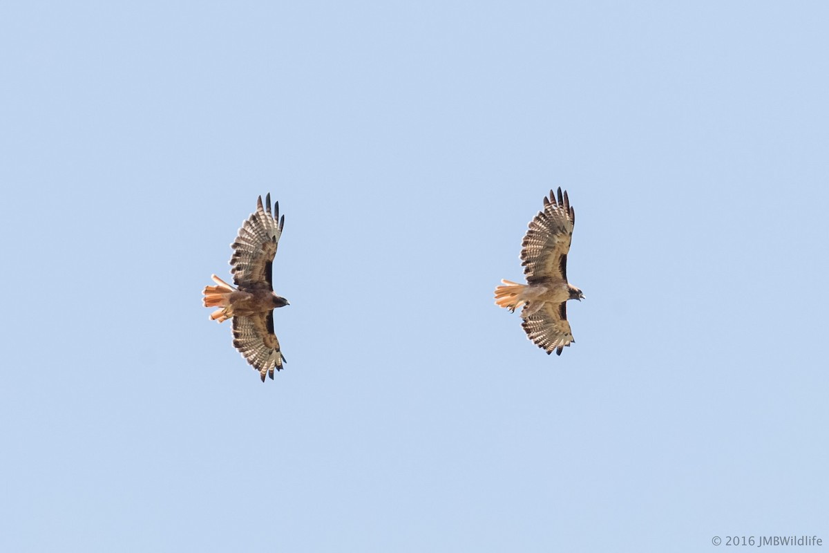 Red-tailed Hawk - ML33376581