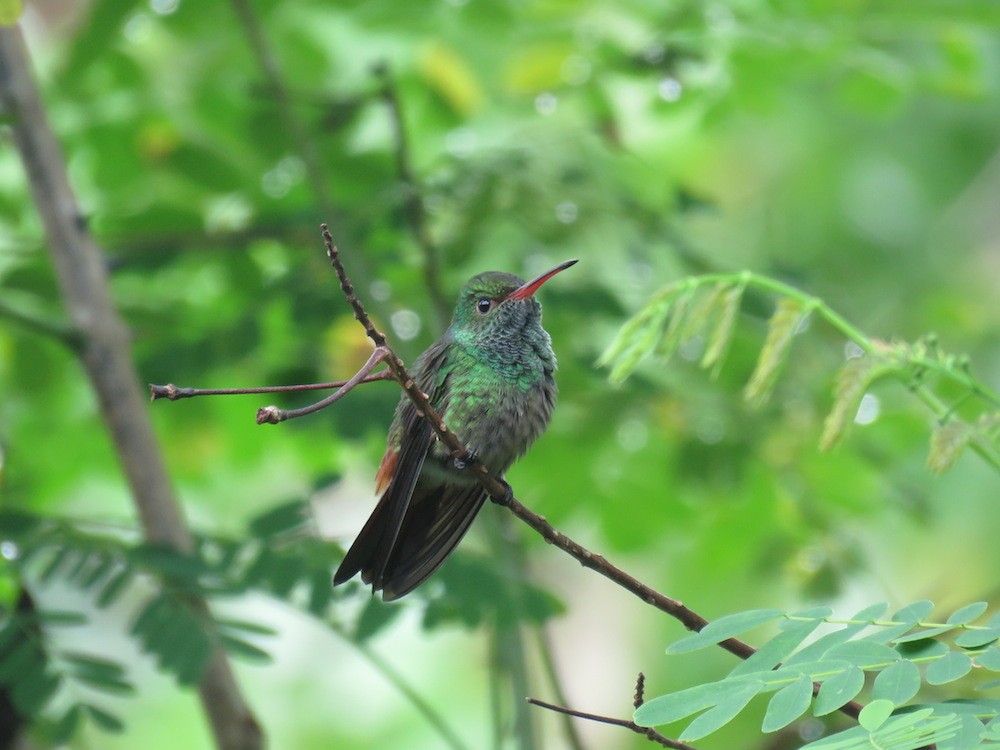 Rufous-tailed Hummingbird - ML33376801
