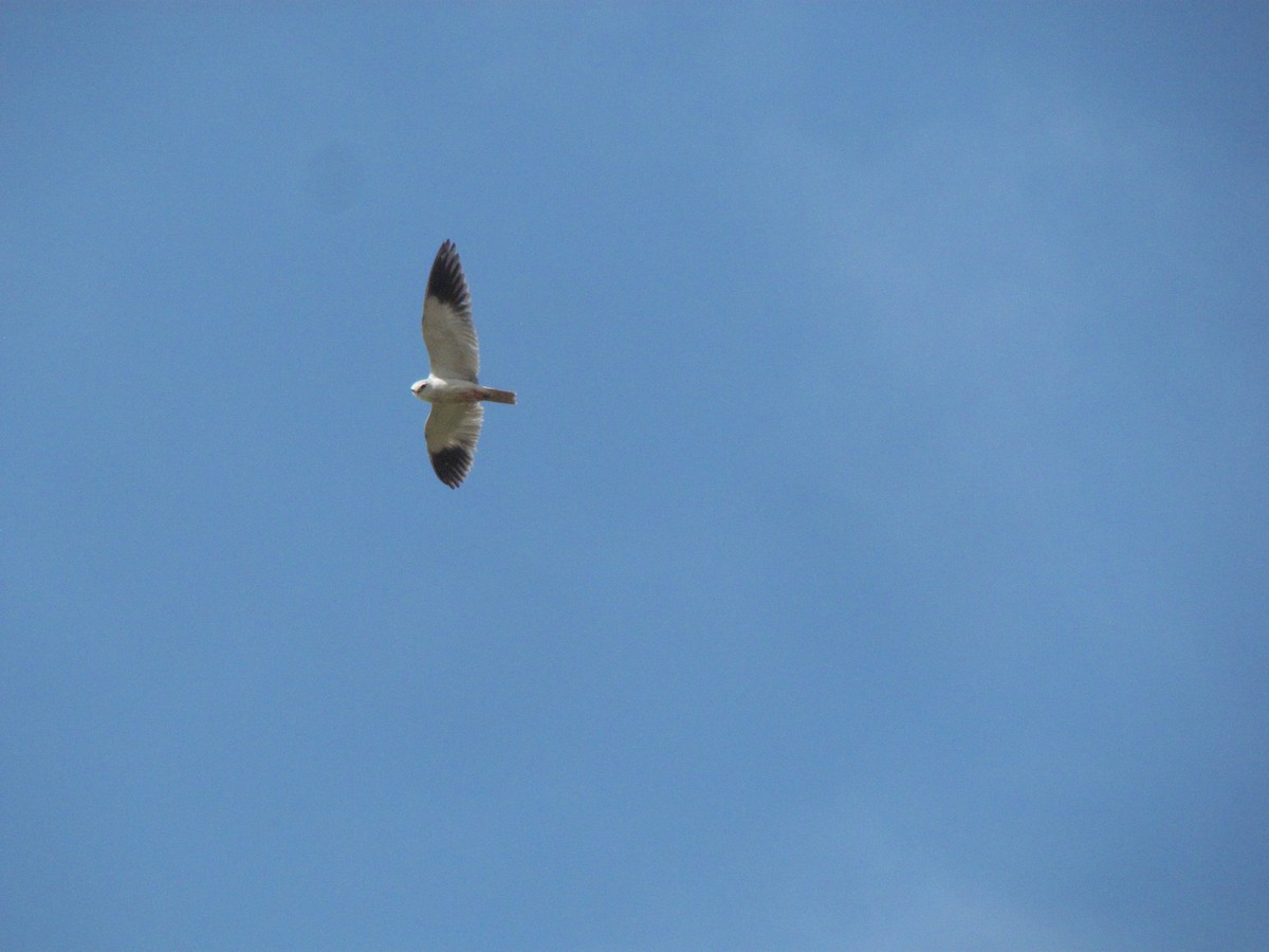 Black-winged Kite - ML333771391