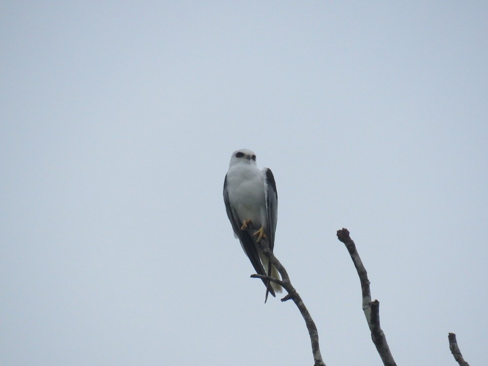 White-tailed Kite - ML33378021