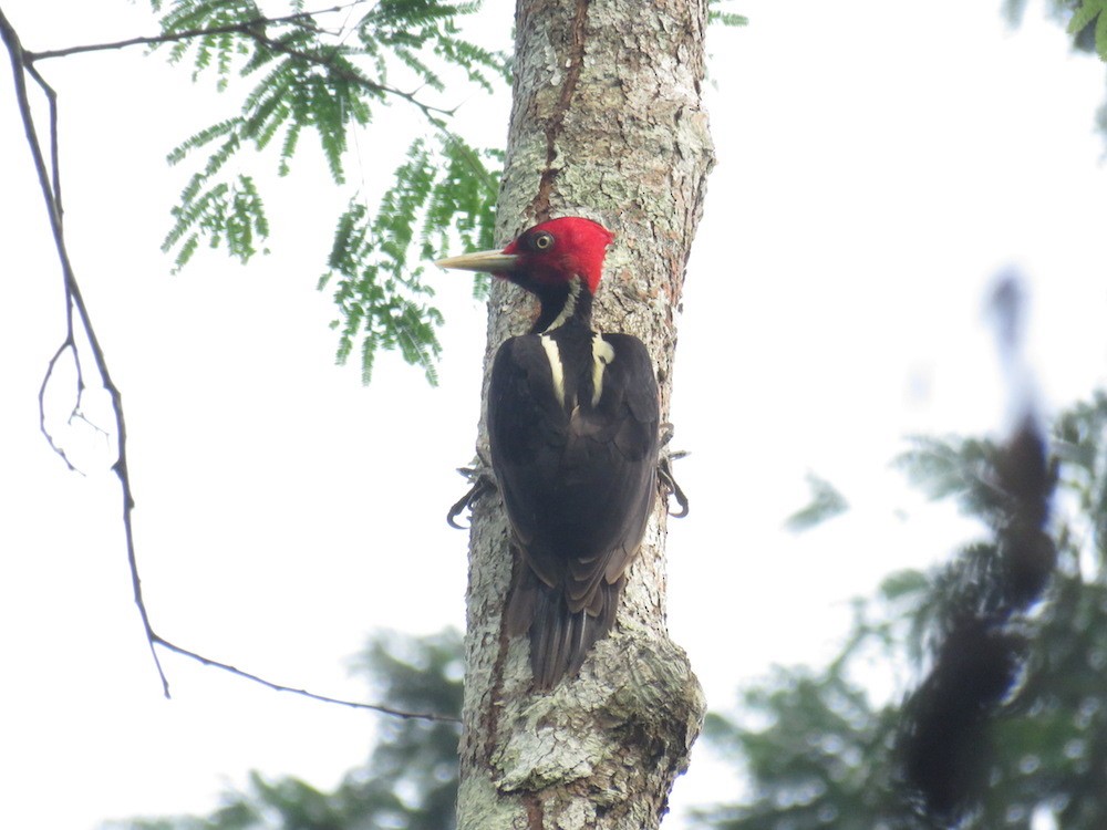 Pale-billed Woodpecker - Seth Inman