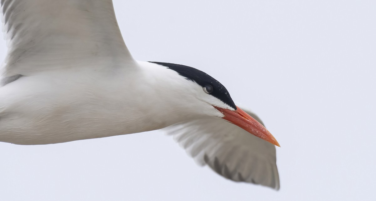 Royal Tern - Marky Mutchler