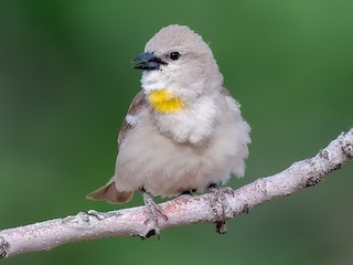  - Yellow-throated Sparrow