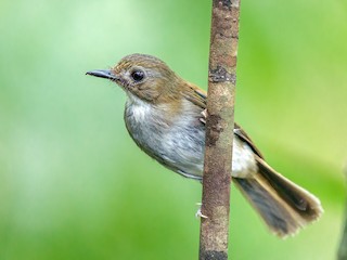  - Gray-chested Jungle Flycatcher