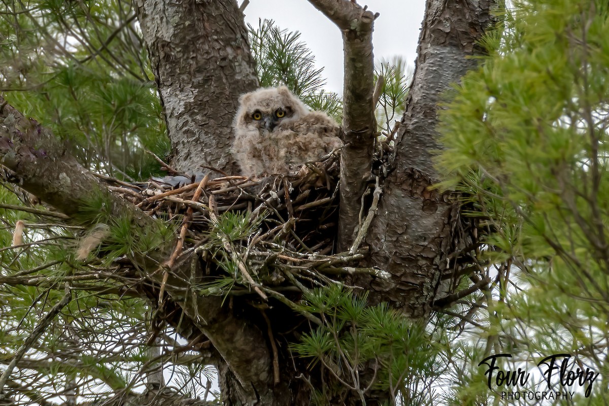 Great Horned Owl - ML333794961