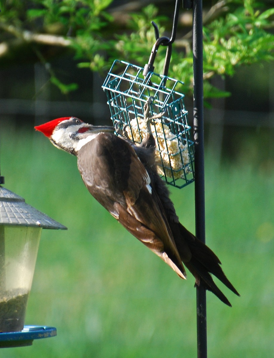 Pileated Woodpecker - ML333799161