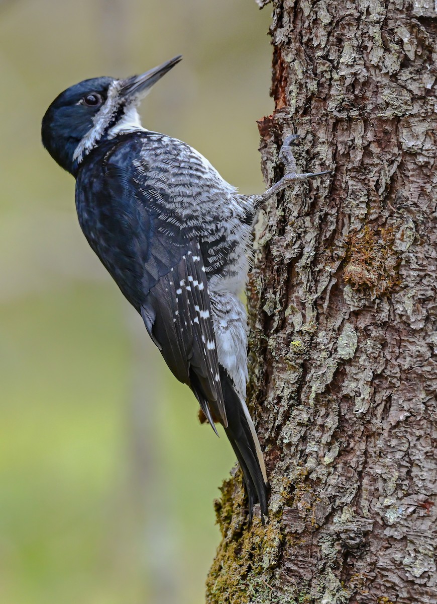 Black-backed Woodpecker - ML333799941