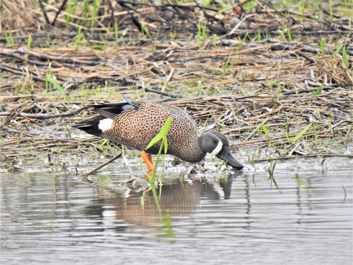 Blue-winged Teal - ML333806281