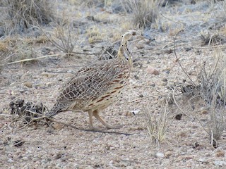  - Orange River Francolin