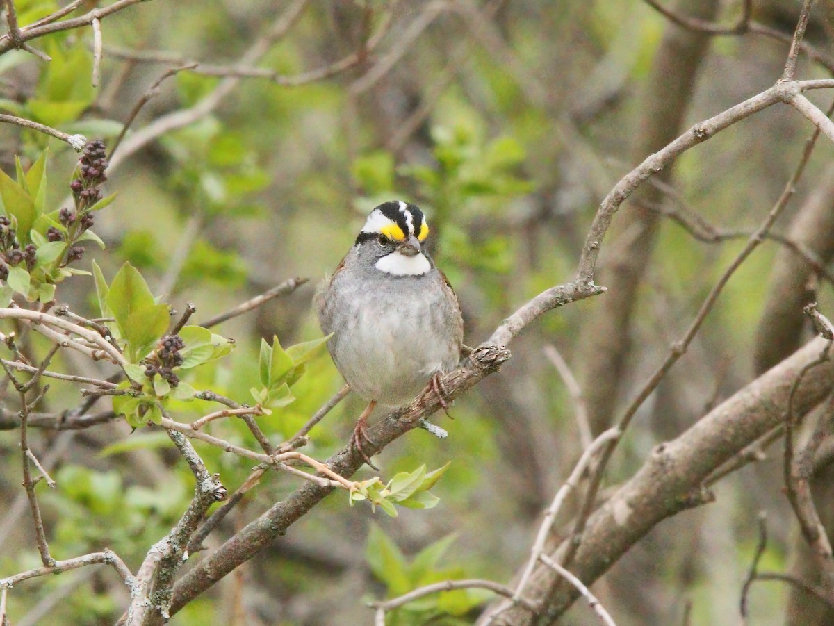 White-throated Sparrow - ML333816981