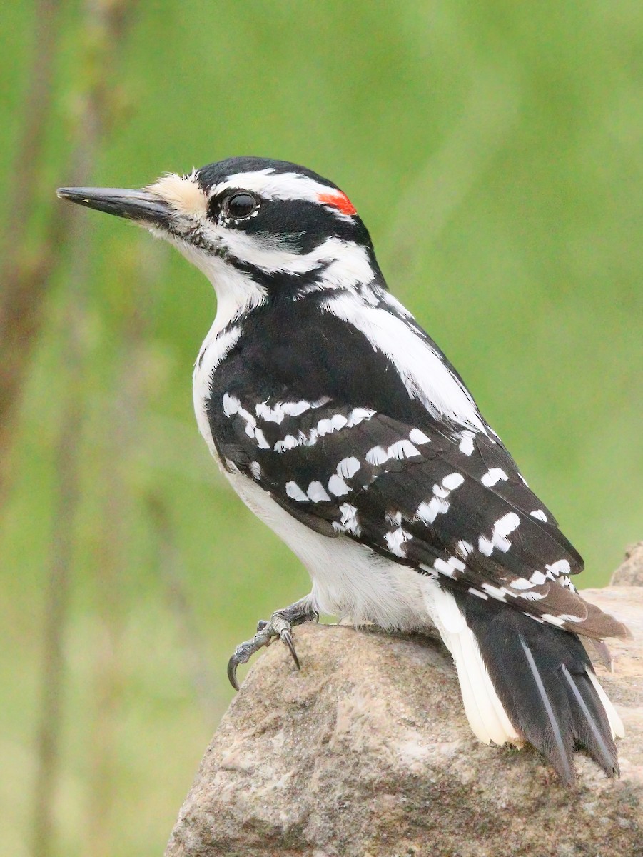 Hairy Woodpecker (Eastern) - ML333817331