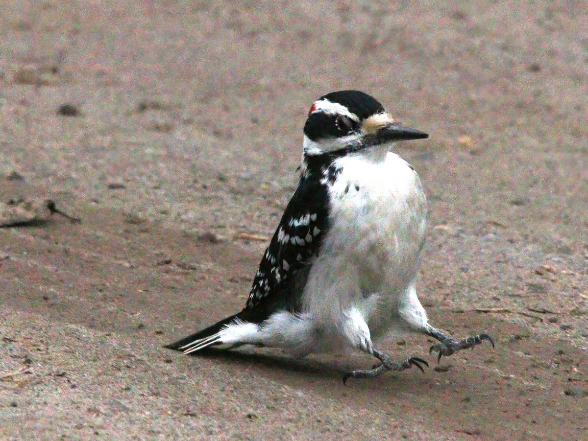 Hairy Woodpecker (Eastern) - ML333817361