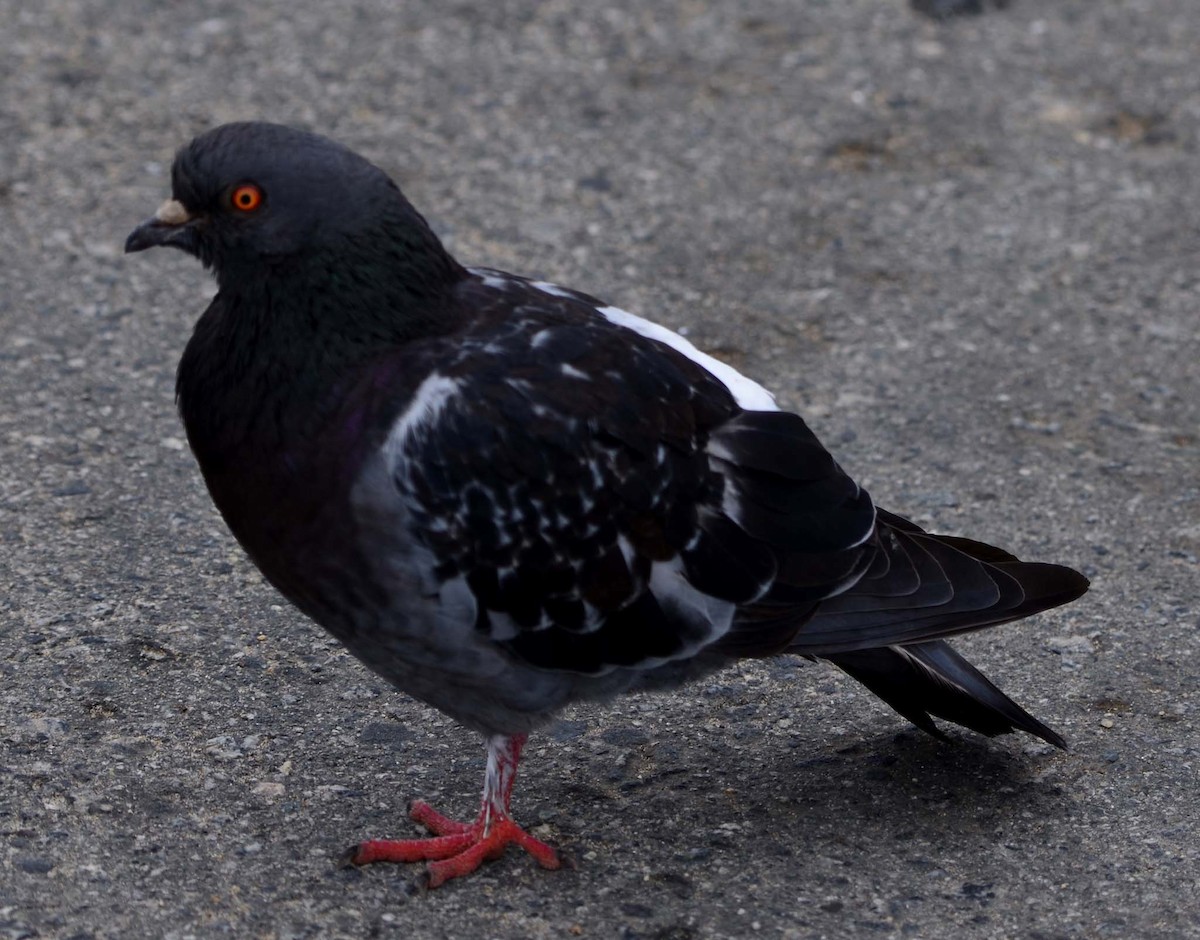 Rock Pigeon (Feral Pigeon) - Tom Unsicker