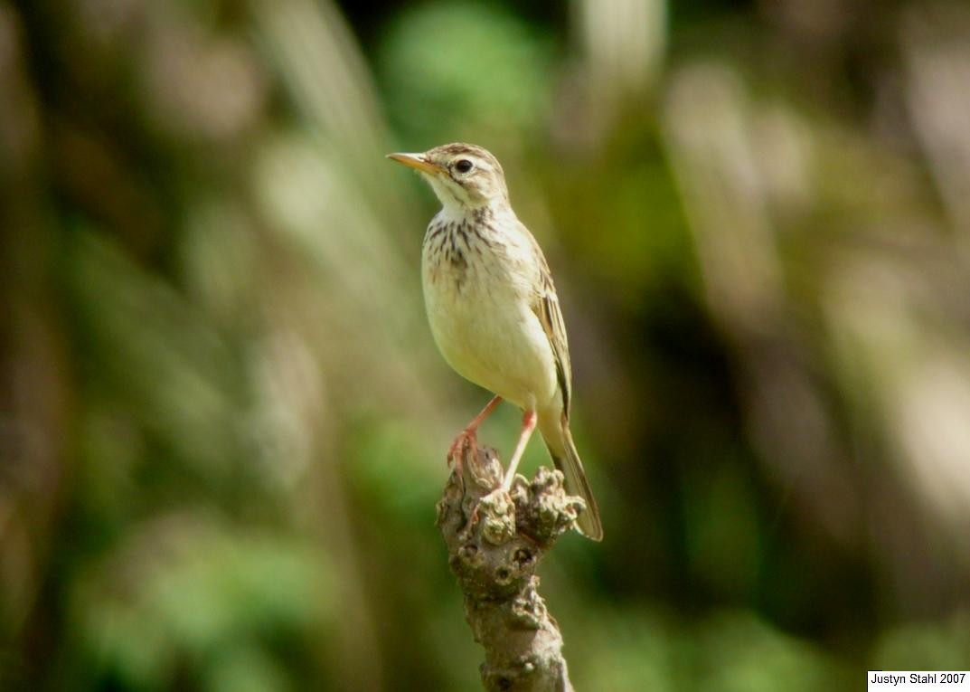 African Pipit - ML33382111