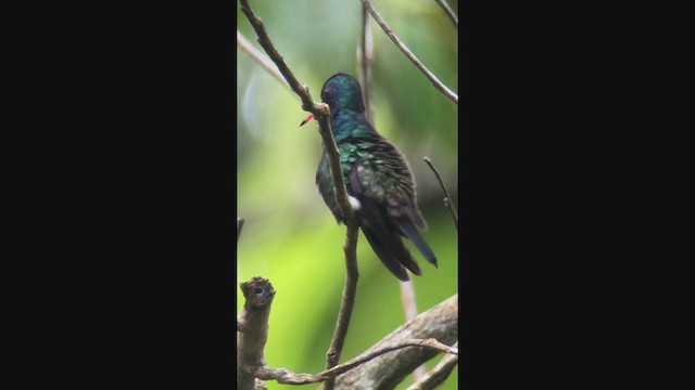 kolibřík bělobradý - ML333822271