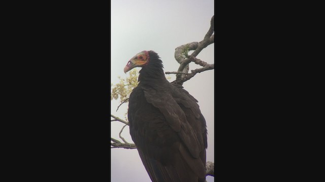 Lesser Yellow-headed Vulture - ML333822821