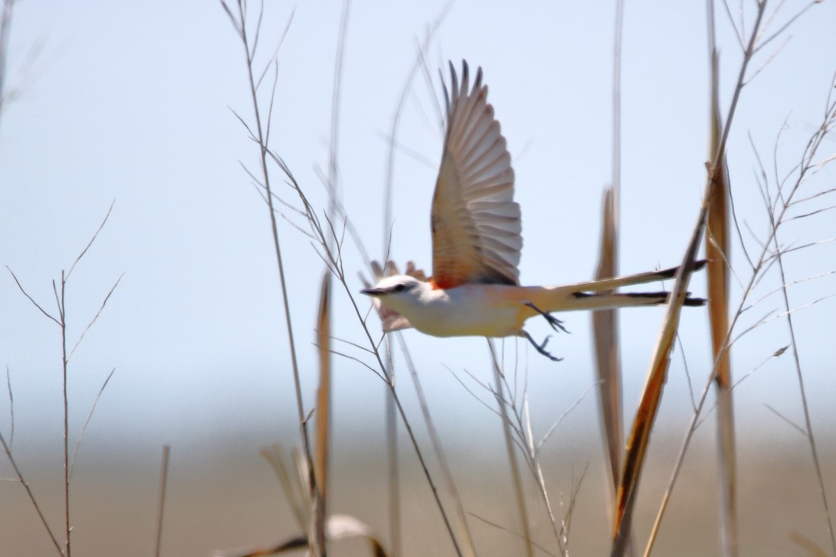 Scissor-tailed Flycatcher - Roger Smith