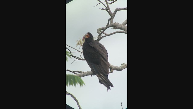 Lesser Yellow-headed Vulture - ML333824161