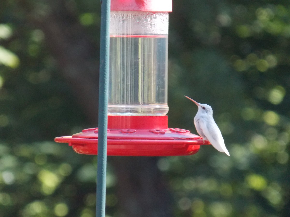Ruby-throated Hummingbird - MARK NORTHEN