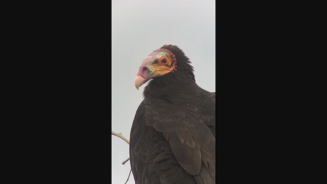 Lesser Yellow-headed Vulture - ML333826311