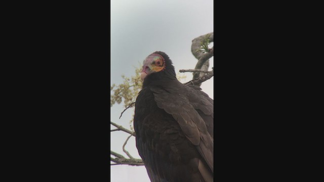 Lesser Yellow-headed Vulture - ML333826661