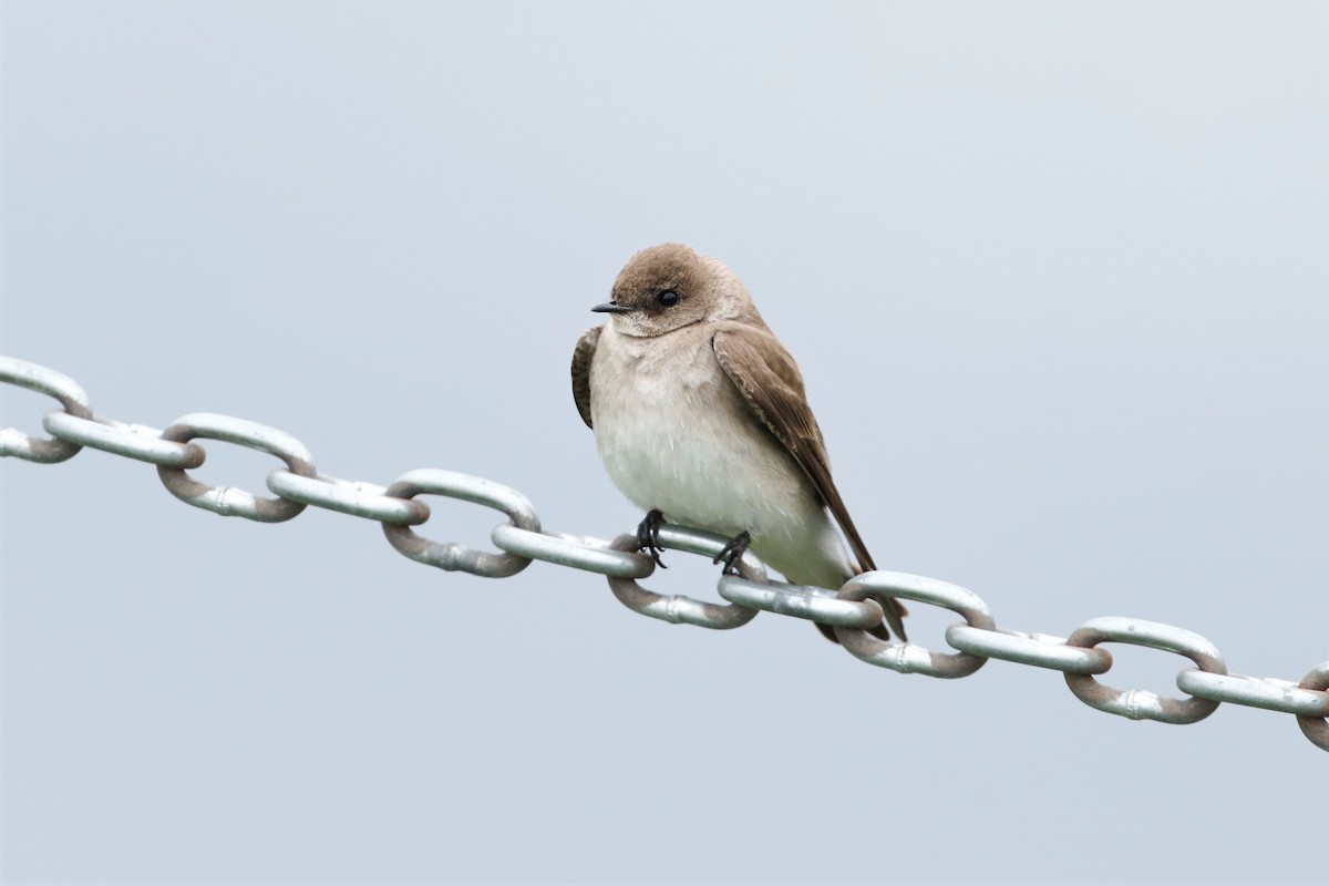 Northern Rough-winged Swallow - ML333827541