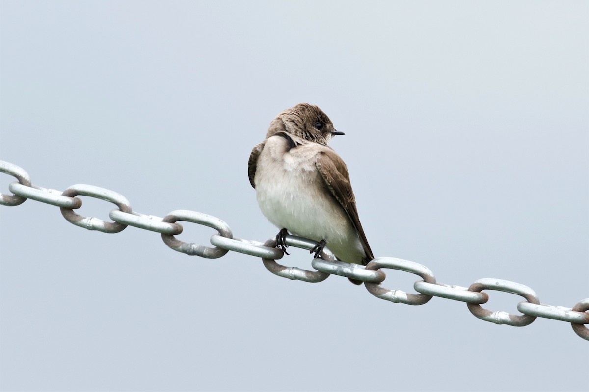 Northern Rough-winged Swallow - ML333827661