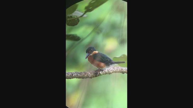 American Pygmy Kingfisher - ML333827801