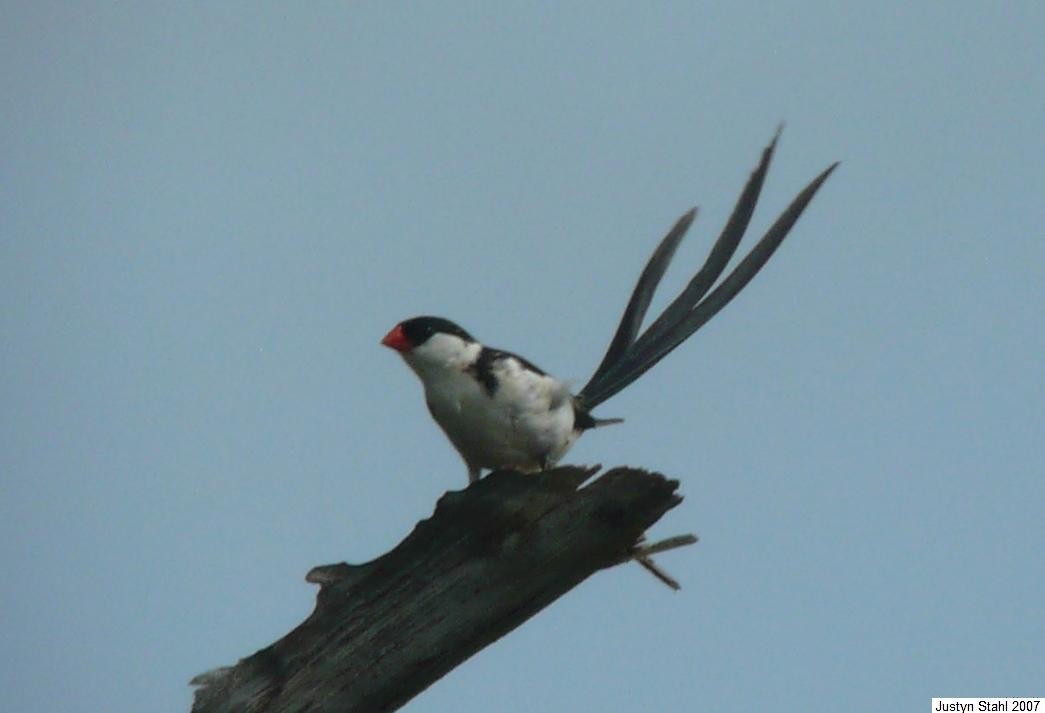 Pin-tailed Whydah - Justyn Stahl