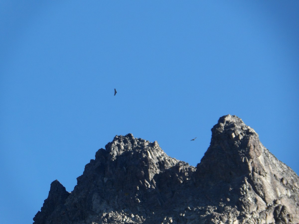 Condor des Andes - ML333836901