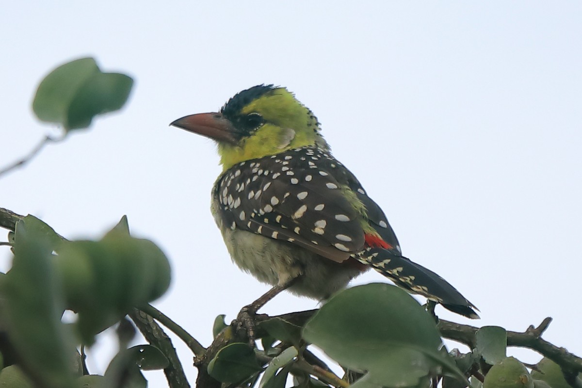 Yellow-breasted Barbet - ML333840061