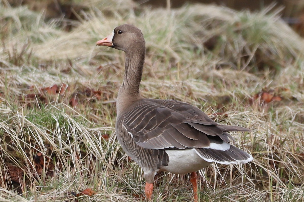 Greater White-fronted Goose - ML333848901