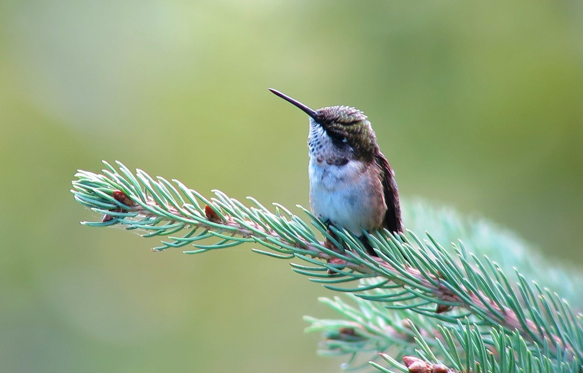 Ruby-throated Hummingbird - Yves Darveau