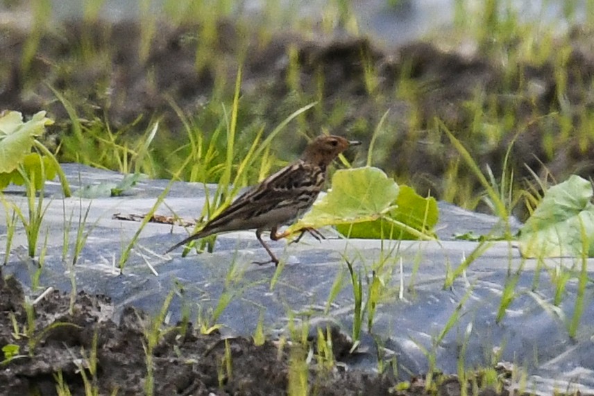 Red-throated Pipit - ML333855361