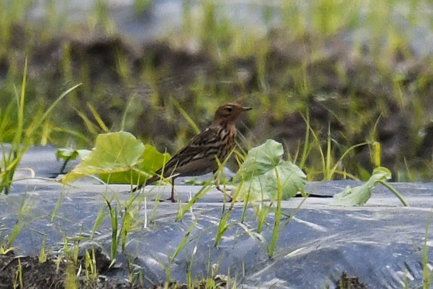 Red-throated Pipit - ML333855481