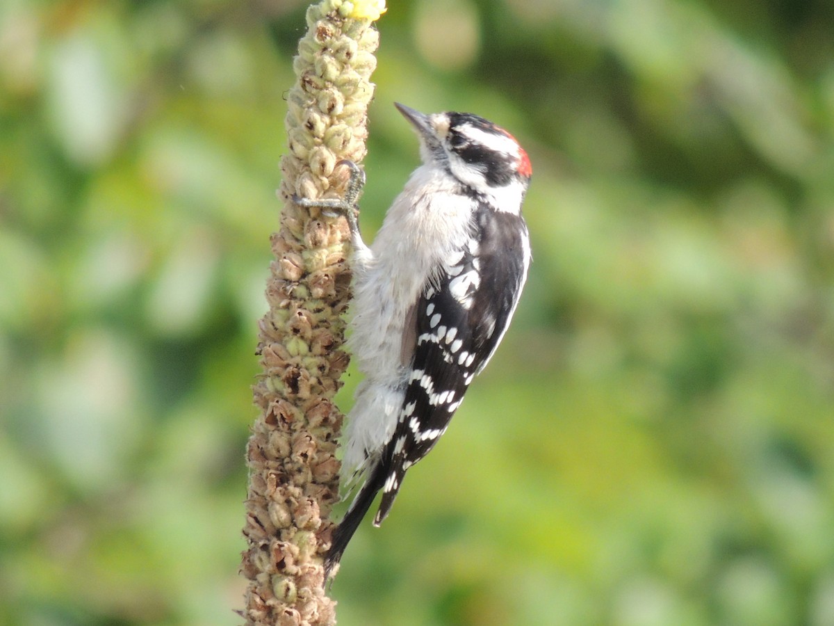 Downy Woodpecker - ML33385651