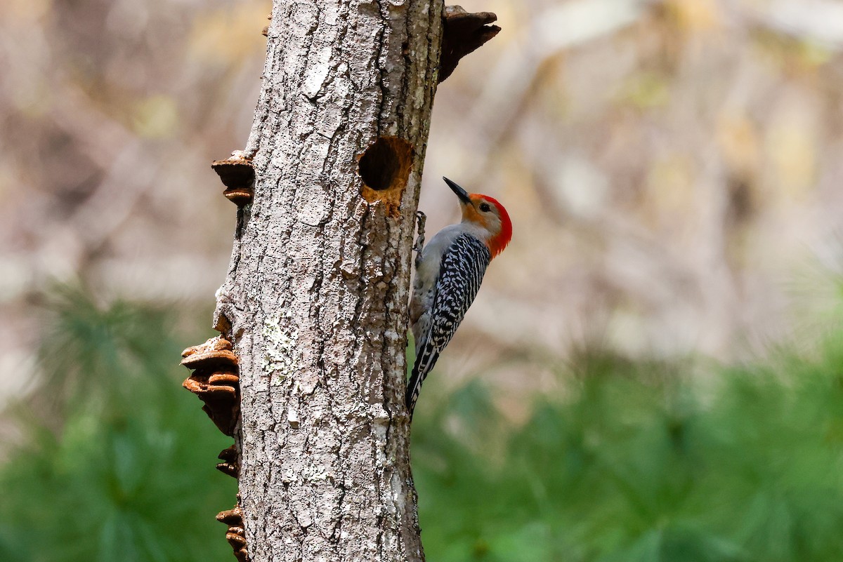 Red-bellied Woodpecker - ML333866001