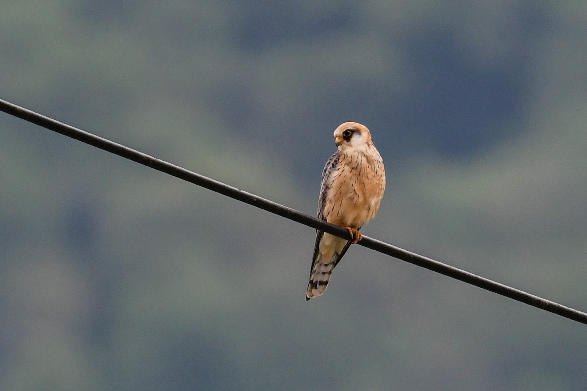 Red-footed Falcon - Maryse Neukomm
