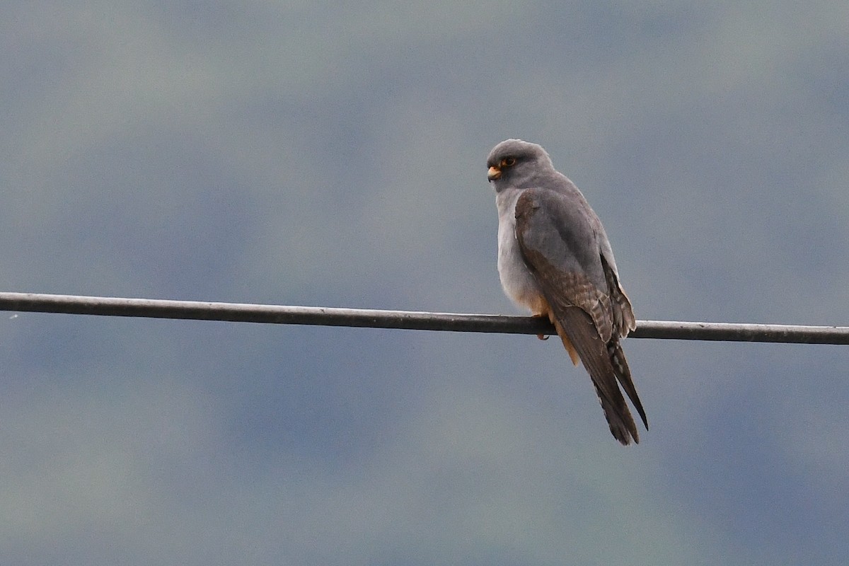 Red-footed Falcon - ML333866431