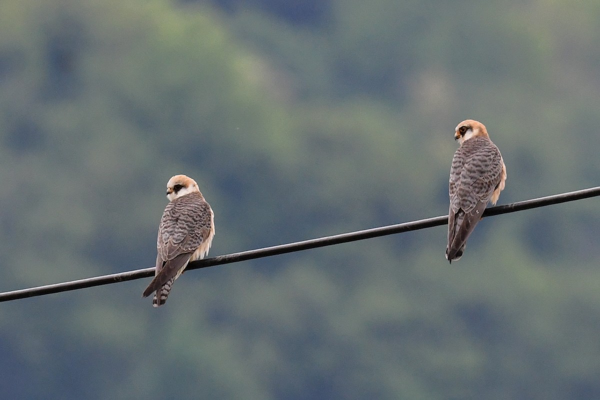 Red-footed Falcon - Maryse Neukomm