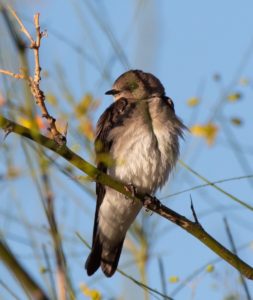 Northern Rough-winged Swallow - Gordon Karre