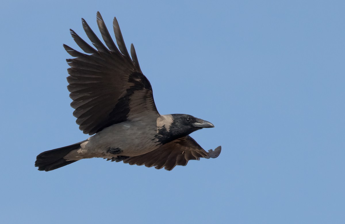 Hooded Crow - Lars Petersson | My World of Bird Photography