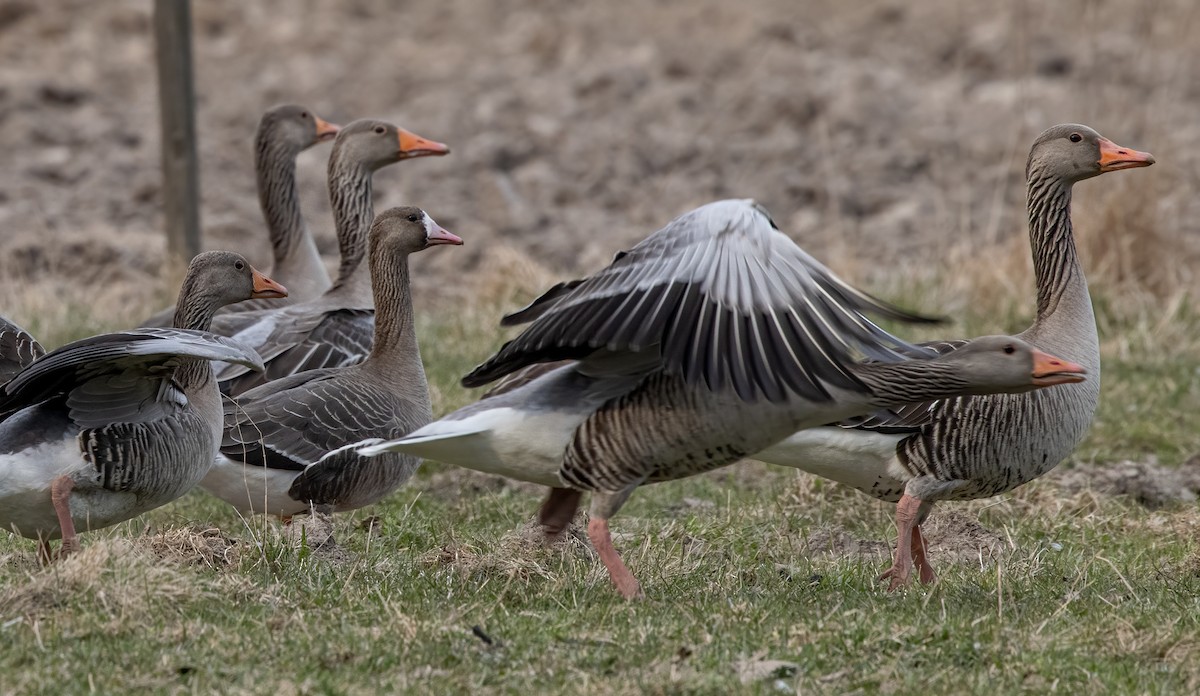 Greater White-fronted Goose - ML333871091