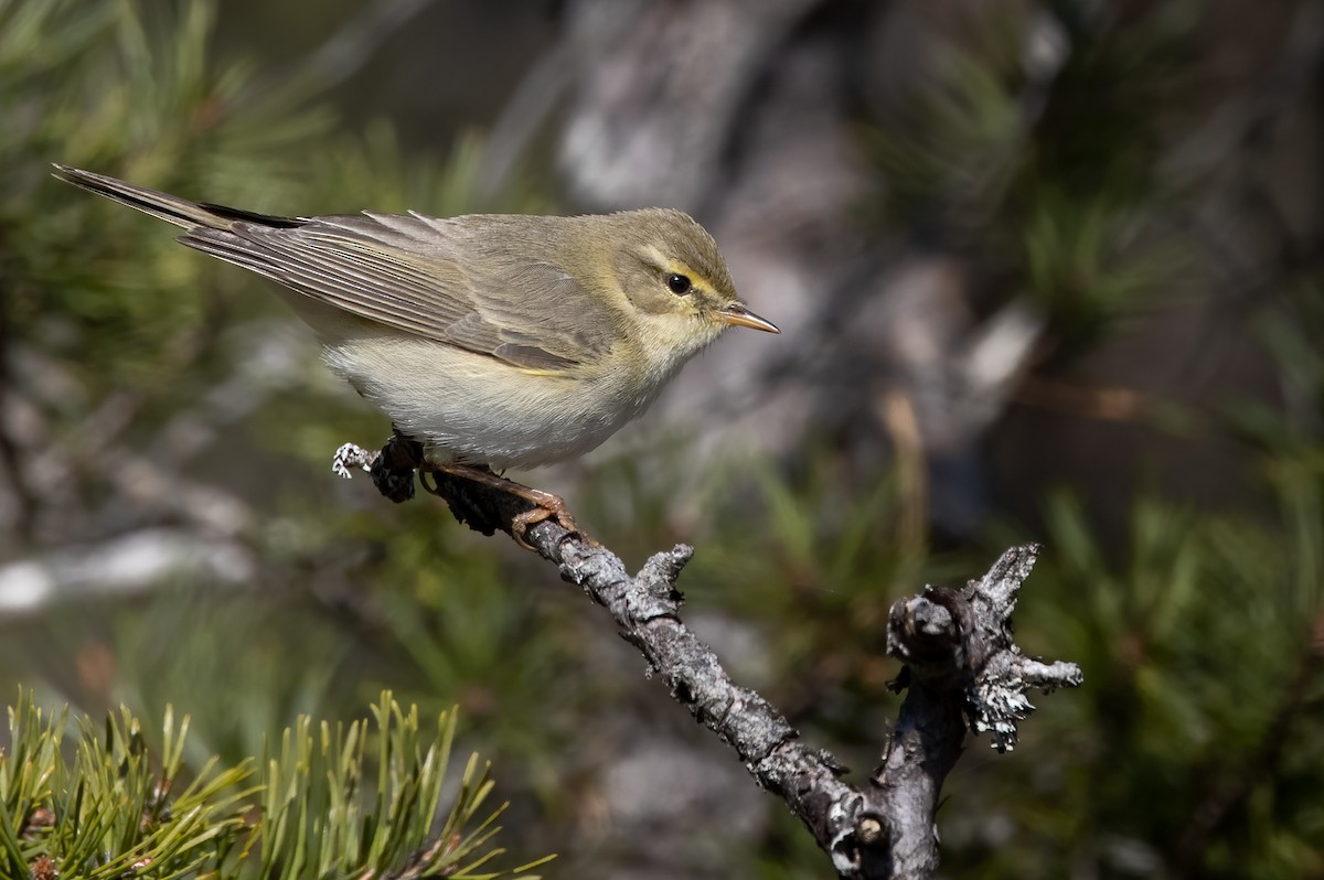 Willow Warbler - Lars Petersson | My World of Bird Photography