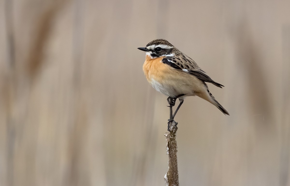 Whinchat - Lars Petersson | My World of Bird Photography